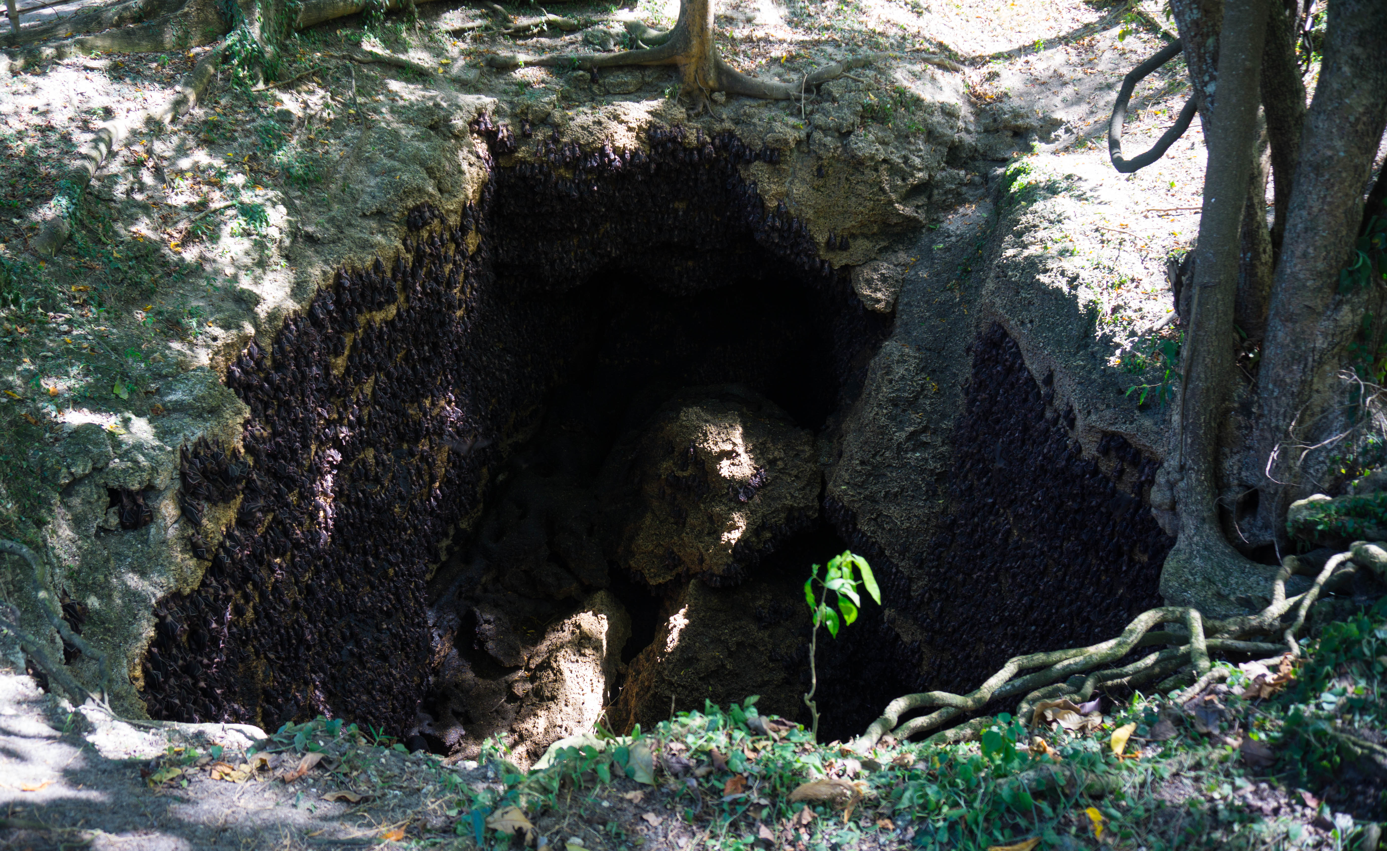 Bat cave at Monfort Bat Sanctuary