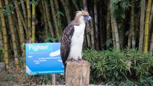 Fighter is one of the Philippine Eagle in the Center